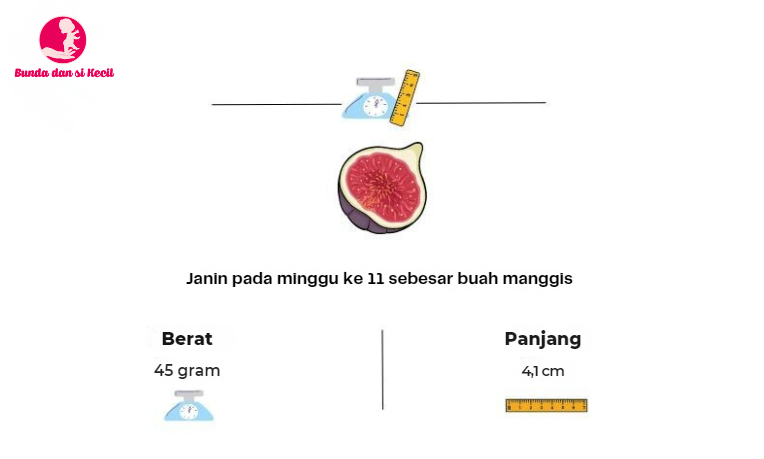 Bunda, si Kecil, hamil 11 minggu,  3 bulan pertama kehamilan, Hamil